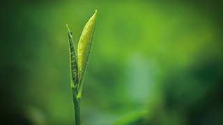 這片樹葉，改變了世界！